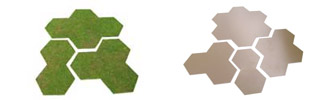 Forest Bases and Templates